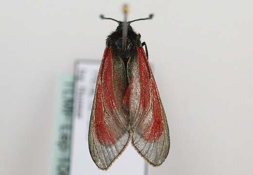 Image of Zygaena purpuralis Brünnich 1763