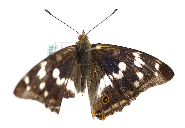 Image of purple emperor