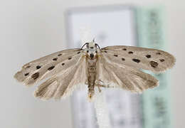 Image of Ethmia dodecea Haworth 1828