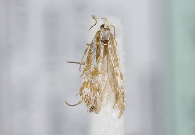 Image of Argyresthia abdominalis Zeller 1839