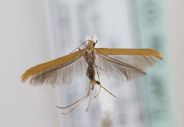 Image of walnut leaf miner