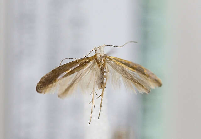 Image of Argyresthia dilectella Zeller 1874