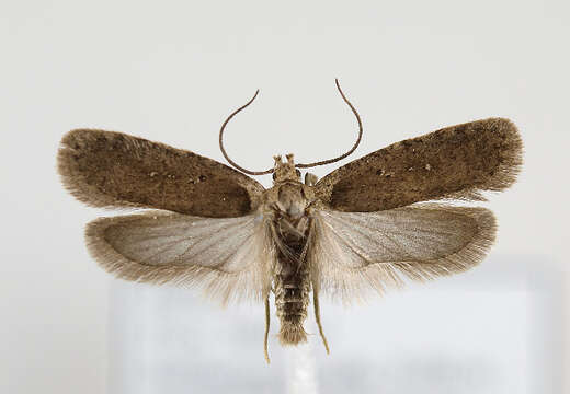 Image of <i>Agonopterix senecionis</i>