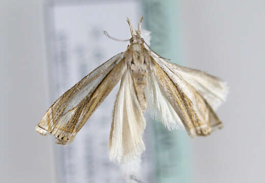 Image of Crambus uliginosellus Zeller 1850