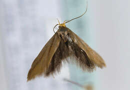 Image of <i>Crassa unitella</i>