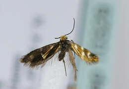 Image of Micropterix aureoviridella Höfner 1898