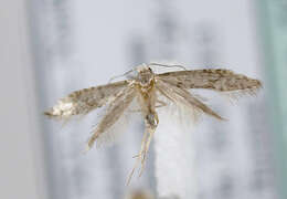 Image of Argyresthia fundella Fischer von Röslerstamm 1835