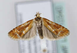 Image of European pine shoot moth