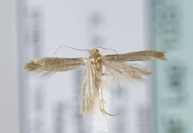 Image of <i>Argyresthia kulfani</i>