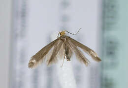 Image of Argyresthia glabratella Zeller 1847