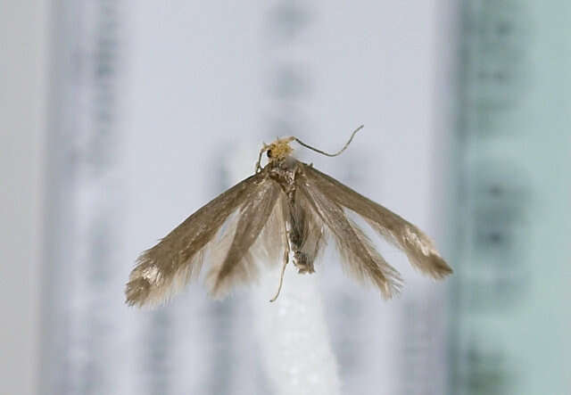 Image of Argyresthia glabratella Zeller 1847