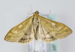 صورة Sitochroa verticalis Linnaeus 1758