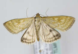 صورة Sitochroa verticalis Linnaeus 1758