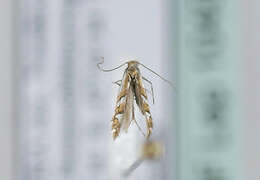 Image of Phyllonorycter deschkai Triberti 2007