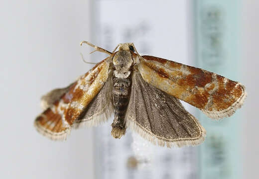 Image of European pine shoot moth