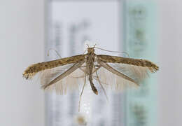 Слика од Caloptilia falconipennella (Hübner 1813)