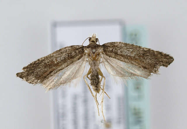 Image of Acleris abietana Hübner 1823