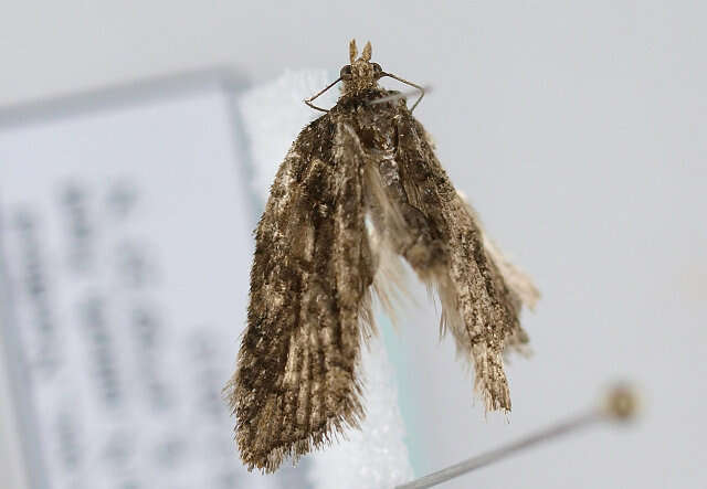 Image of Acleris abietana Hübner 1823