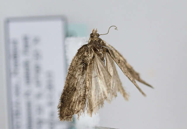 Image of Acleris abietana Hübner 1823