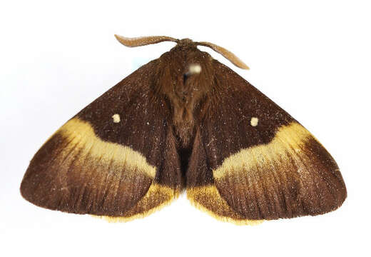 Image of oak eggar