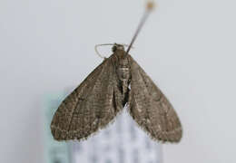 Слика од Eupithecia alliaria Staudinger 1870