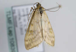 صورة Sitochroa verticalis Linnaeus 1758