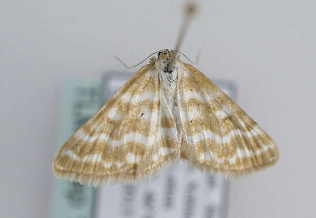 Image of Idaea sericeata