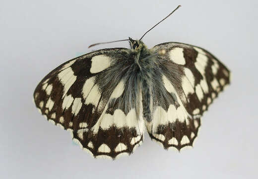 Image of marbled white