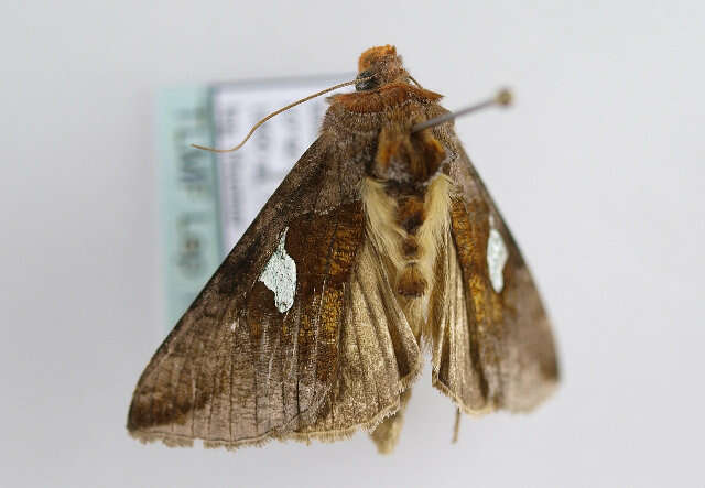 Autographa bractea Schiffermüller 1776 resmi