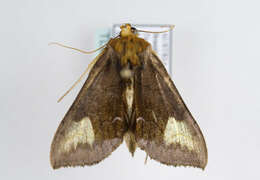 Image of scarce burnished brass