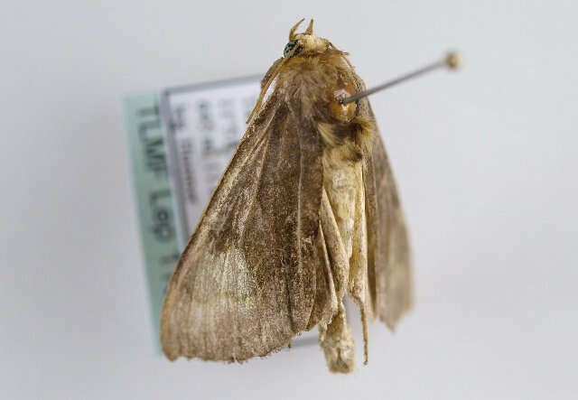 Image of scarce burnished brass