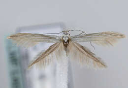 Imagem de <i>Coleophora pennella</i>