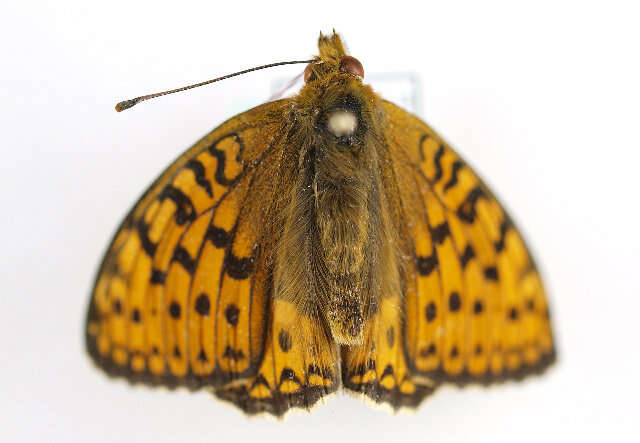 Sivun <i>Argynnis niobe</i> kuva