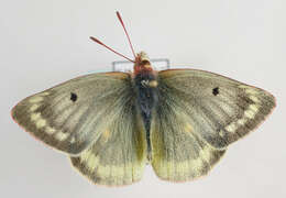 Image of Mountain Clouded Yellow