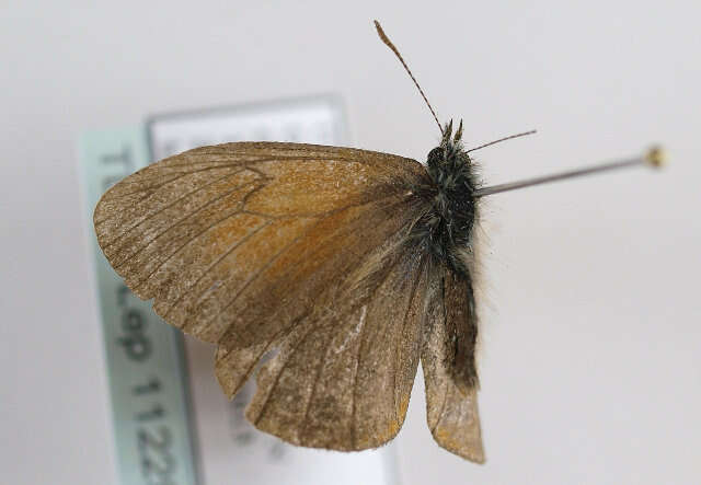 Image of <i>Coenonympha gardetta</i>