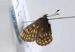 Image de Melitaea asteria