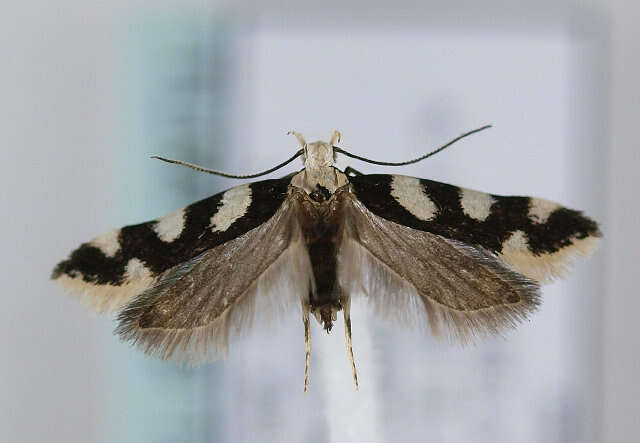 Plancia ëd Pseudotelphusa tessella Linnaeus 1758