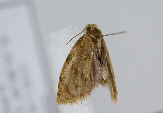 Image of summer fruit tortrix