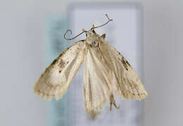 Image of Agonopterix petasitis Standfuss 1851