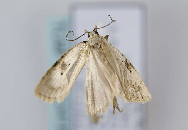 Image of Agonopterix petasitis Standfuss 1851