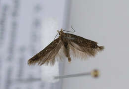 Image of Scrobipalpa pauperella Heinemann 1870