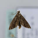 Image of Fir Bell Moth
