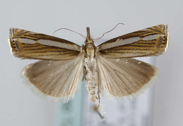 Crambus silvella Hübner (1810) resmi