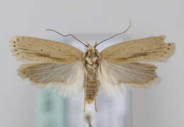 Imagem de Agonopterix pallorella Zeller 1839