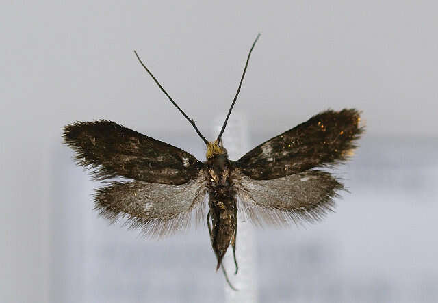 Image of Nemophora minimella Zeller 1853