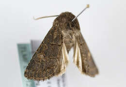 Image of hedge rustic