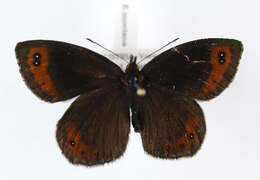 Image of Erebia montanus De Prunner 1798