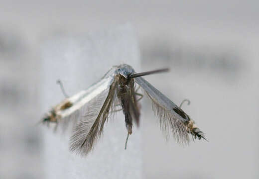 Image of Lyonetia clerkella Linnaeus 1758