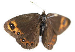 Sivun <i>Erebia triaria</i> kuva