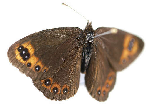 Image de <i>Erebia triaria</i>